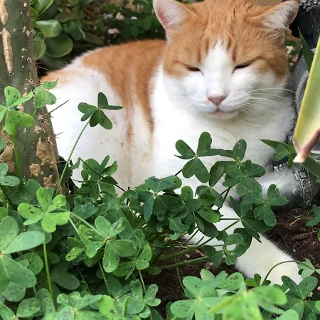 Ta' Giljan Gozo 4* Xagħra