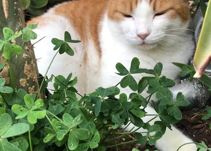 Ta' Giljan Gozo 4* Xagħra